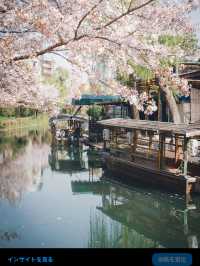 【伏見十石舟と桜】京都の桜おすすめスポット