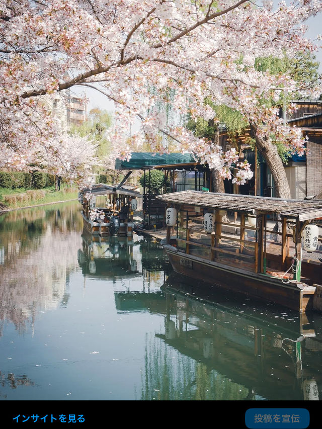 【伏見十石舟と桜】京都の桜おすすめスポット