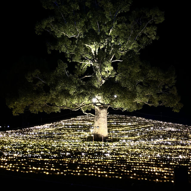 🇯🇵【香川県】国営さぬきまんのう公園！イルミネーション