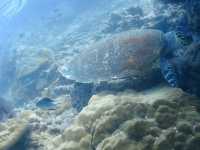 Malaysia’s Best Kept Secret for Diving in 2025 - Tioman