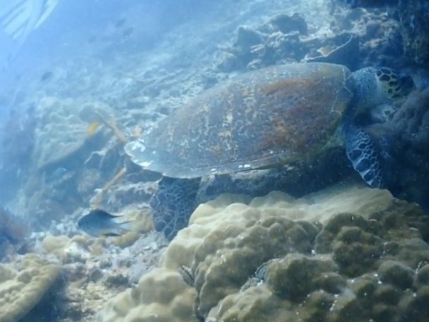 Malaysia’s Best Kept Secret for Diving in 2025 - Tioman