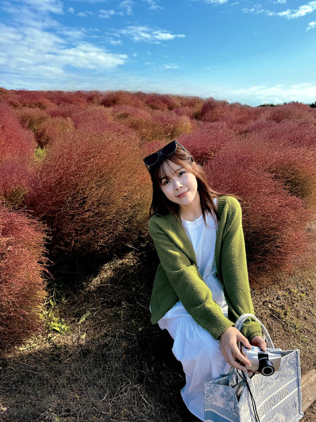 日本茨城 國營常陸海濱公園 十月必去