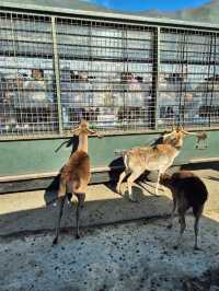 Kyushu Wildlife African Safari 🐆🐃🦬🦌🦓🐘🦒