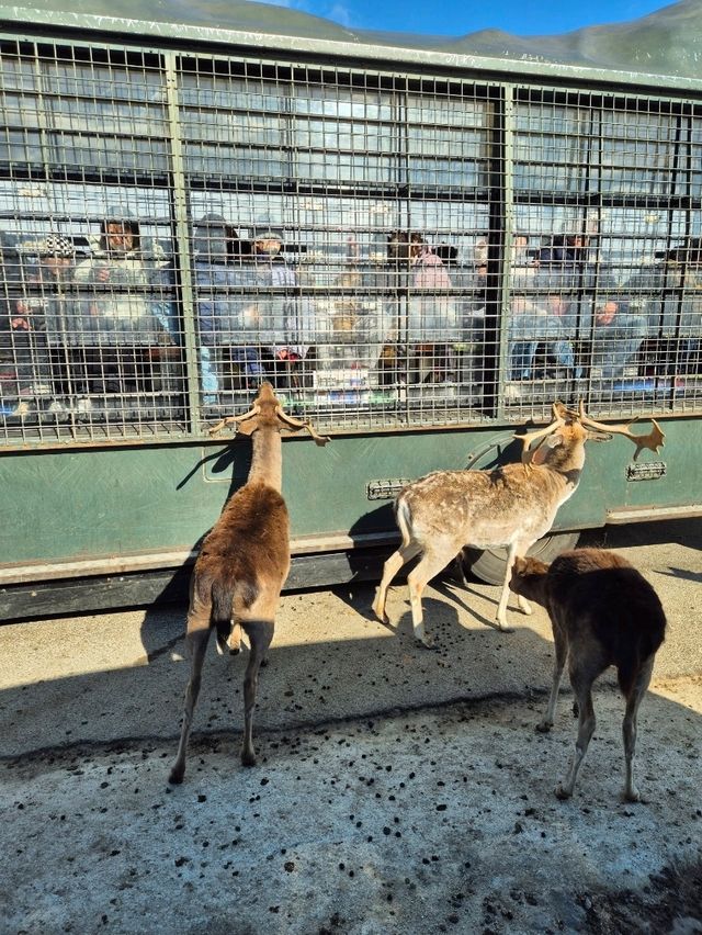 Kyushu Wildlife African Safari 🐆🐃🦬🦌🦓🐘🦒