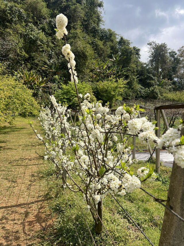 ซากุระ อ่างขาง อ.ฝาง จ.เชียงใหม่🌸🌸