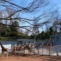 多摩動物園的日+夜間魔法