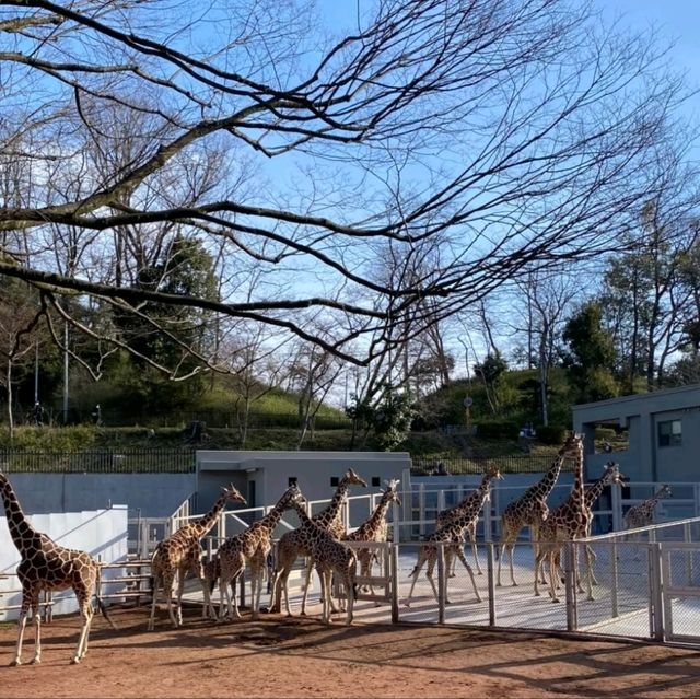 多摩動物園的日+夜間魔法