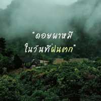 ดอยผาหมี แม่สาย เชียงราย 