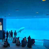 墨田水族館～暢游於水下奇幻世界