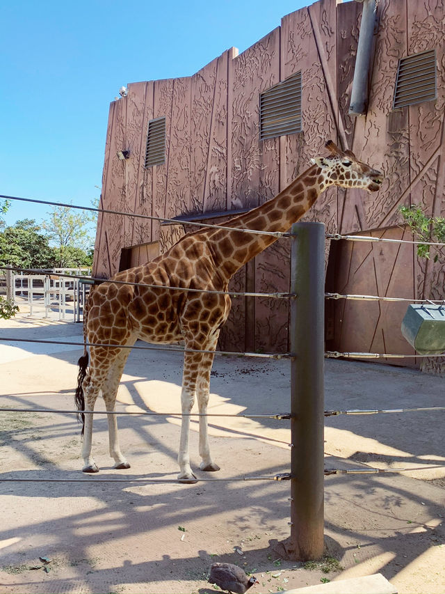 Taronga Zoo: Up Close with Wildlife