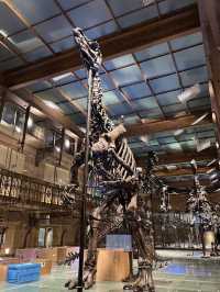 Museum of Natural Sciences Brussels: A Journey Through Time and Evolution