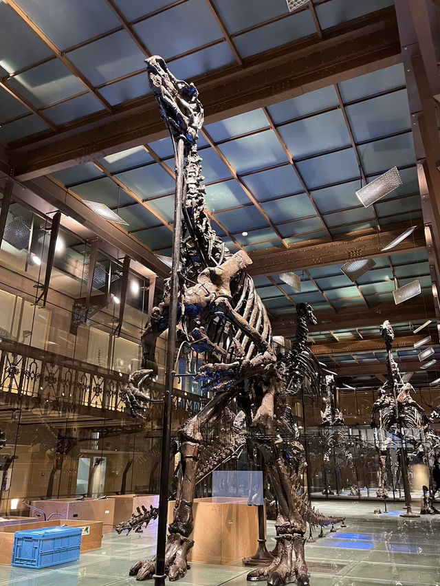 Museum of Natural Sciences Brussels: A Journey Through Time and Evolution