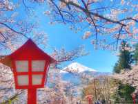 Mt. Fuji in a Day: Cherry Blossoms and Scenic Views