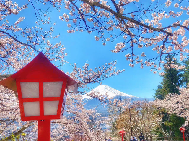 Mt. Fuji in a Day: Cherry Blossoms and Scenic Views