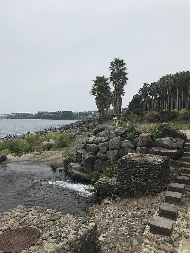 제주 올레길 7코스 함께 걸어요🚶🏻‍♀️
