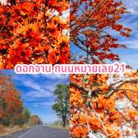 ดอกจาน ถนนหมายเลข21