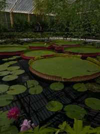 【London ,Kew gardens】