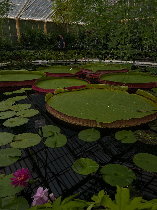 【London ,Kew gardens】