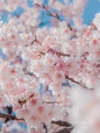 【新宿御苑】3月は早咲きの桜でお花見！梅の花も見ごろを迎えてます
