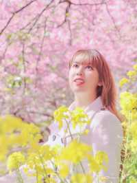 🌸 Matsuda Sakura Festival 🌸