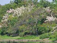 ฤดูใบไม้ผลิ สวนสมเด็จพระนางเจ้าสิริกิติ์