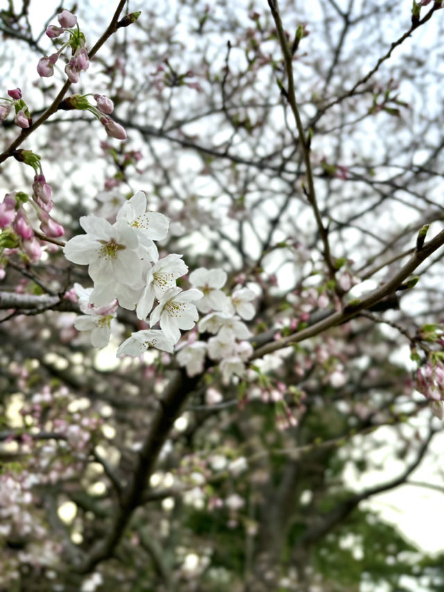 福岡西公園，遇見含羞的櫻花🌸🍒