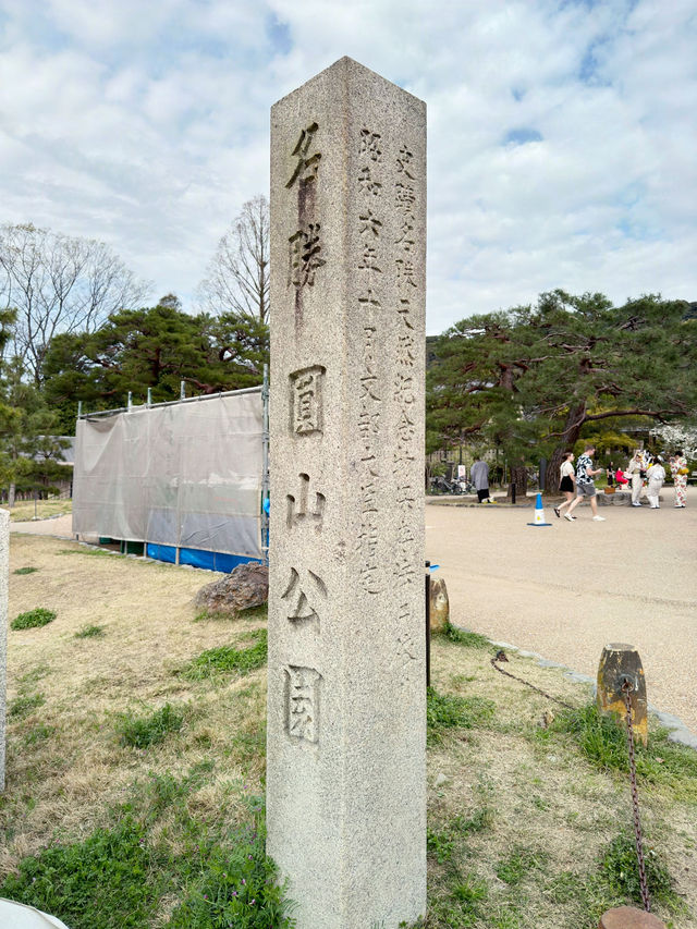 京都圓山公園的櫻花之旅 🌸✨