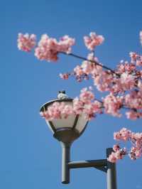 東京河津櫻賞櫻指南 🌸 舊中川櫻花盛開中！