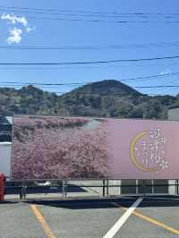 東京出發one day tour, 河津櫻花祭🌸
