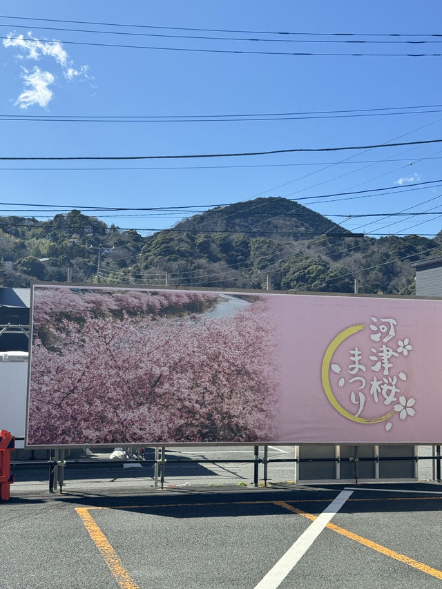 東京出發one day tour, 河津櫻花祭🌸