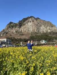 노랗게 물든 제주 산방산 유채꽃밭🌼