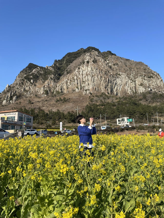 노랗게 물든 제주 산방산 유채꽃밭🌼