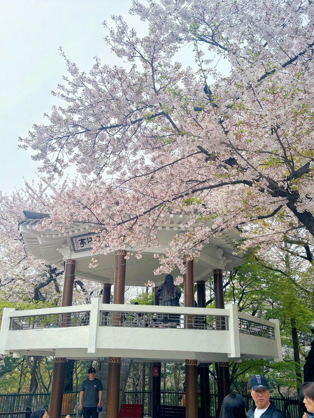 봄에 가고싶은곳!