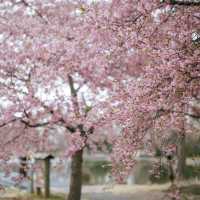 武漢植物園🥳粉紅盛宴 🌸