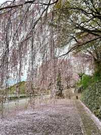 桜が有名なお花見スポット