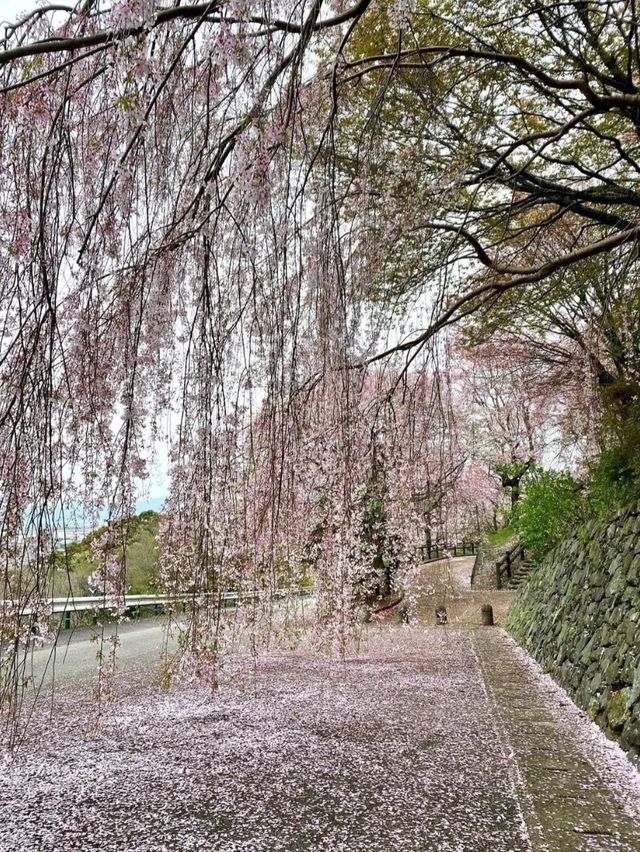 桜が有名なお花見スポット