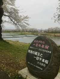宮城縣-白石川堤一目千本櫻