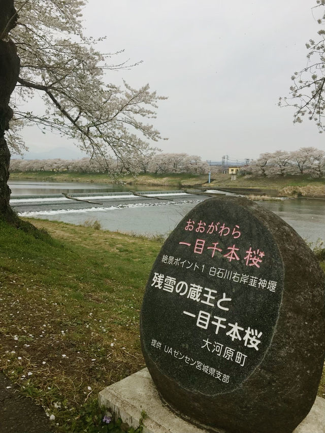 宮城縣-白石川堤一目千本櫻