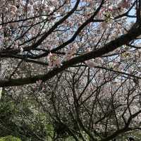 捉住了陽明山櫻花季的尾巴🌸
