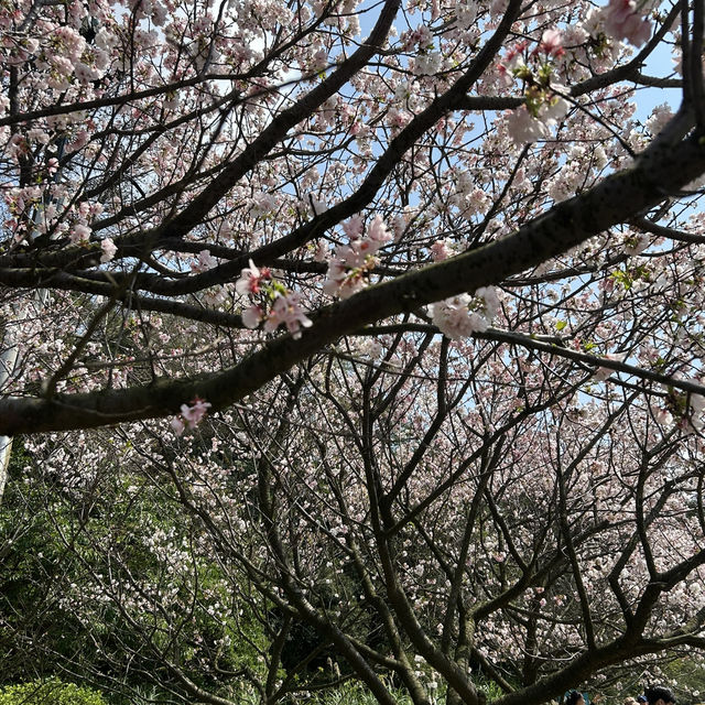 捉住了陽明山櫻花季的尾巴🌸
