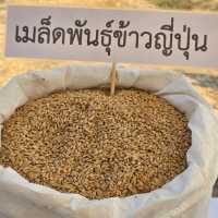 ท่องเที่ยวเชิงเกษตร : ข้าวจาปอนิกา 🌾