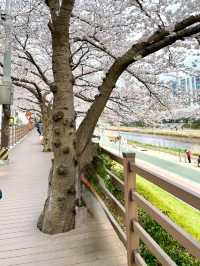 인생사진 득템, 부산의 벚꽃 강변길 여행코스는 여기가 딱이야!🌸🌸
