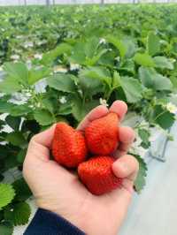 Kishinosato Strawberry Farm ฟาร์มสตรอว์เบอร์รีสดๆ