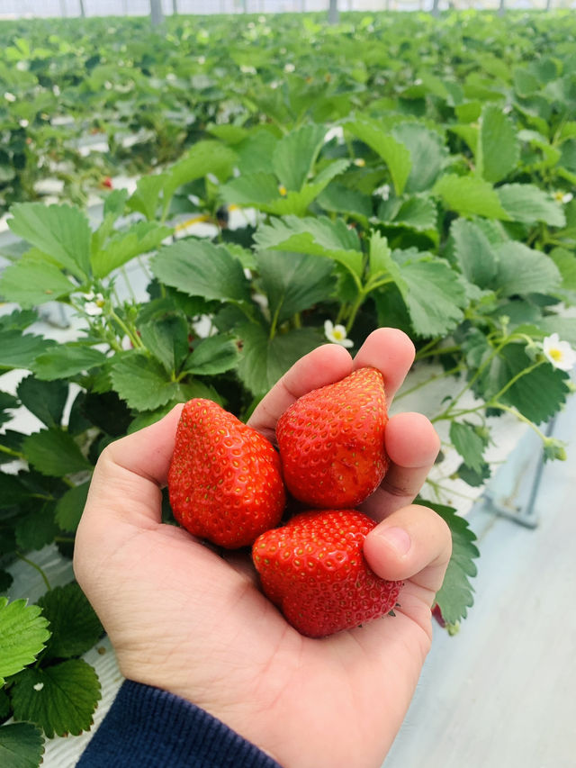 Kishinosato Strawberry Farm ฟาร์มสตรอว์เบอร์รีสดๆ