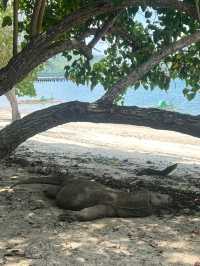 "Labuan Bajo: Gateway to Paradise and the Dragons of Komodo"
