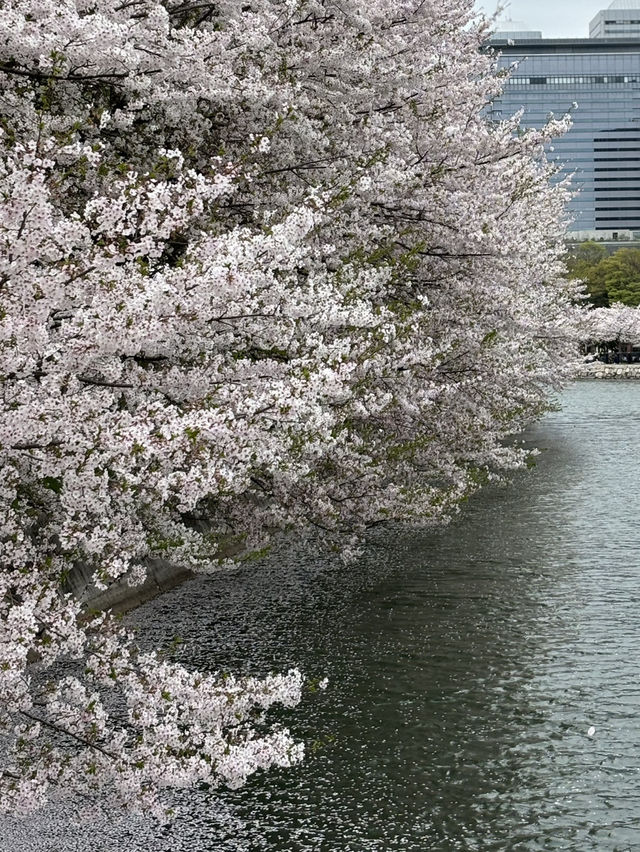 大阪城森林公園的春日奇觀