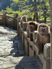 Climbing Huangshan Mountain