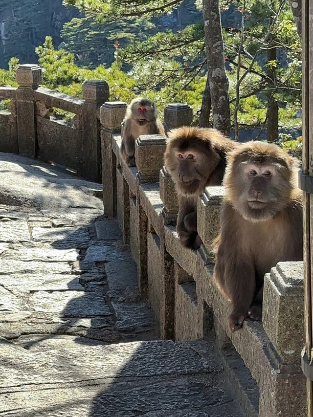 Climbing Huangshan Mountain