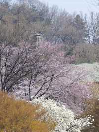 Chasing Sakura at Ehwa Women’s University 