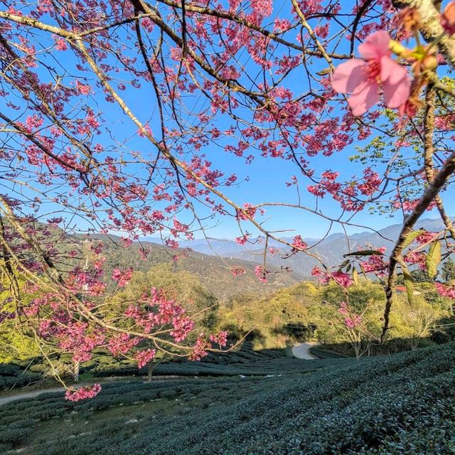 武界部落櫻花林